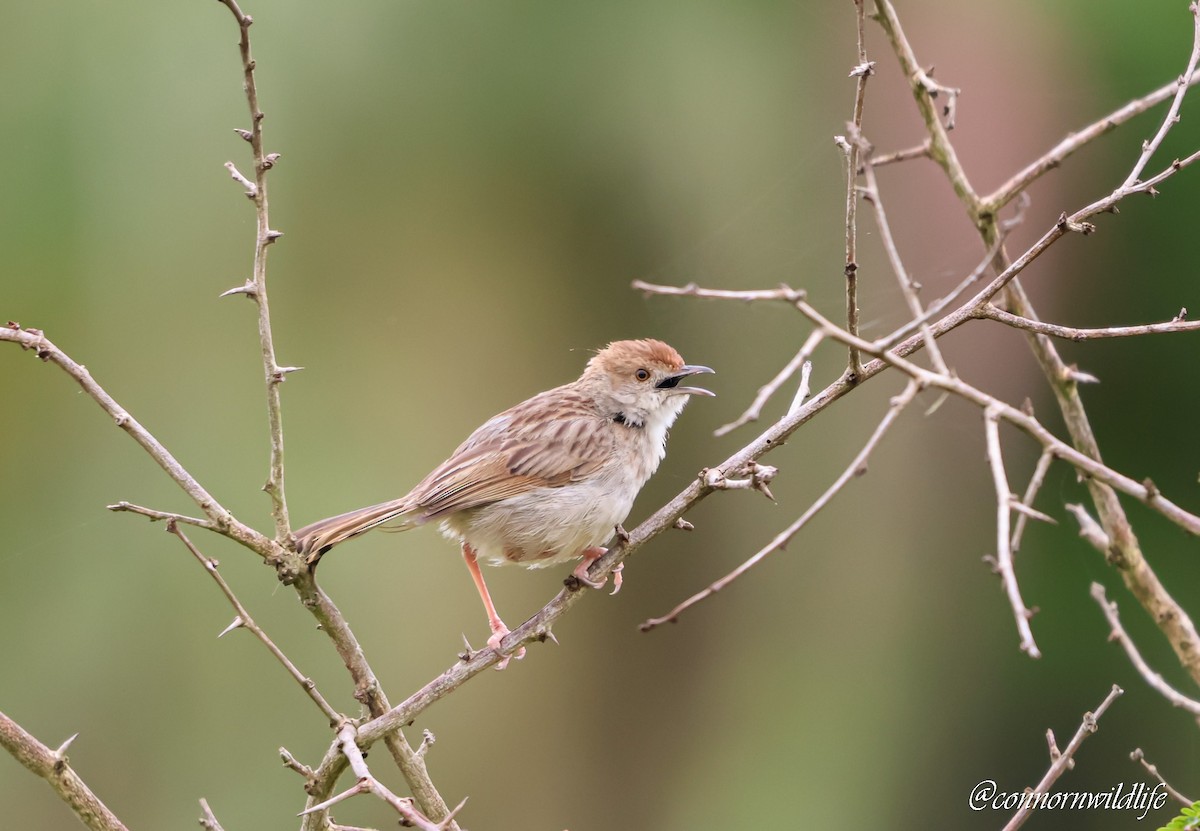 Rotscheitel-Zistensänger - ML644810742