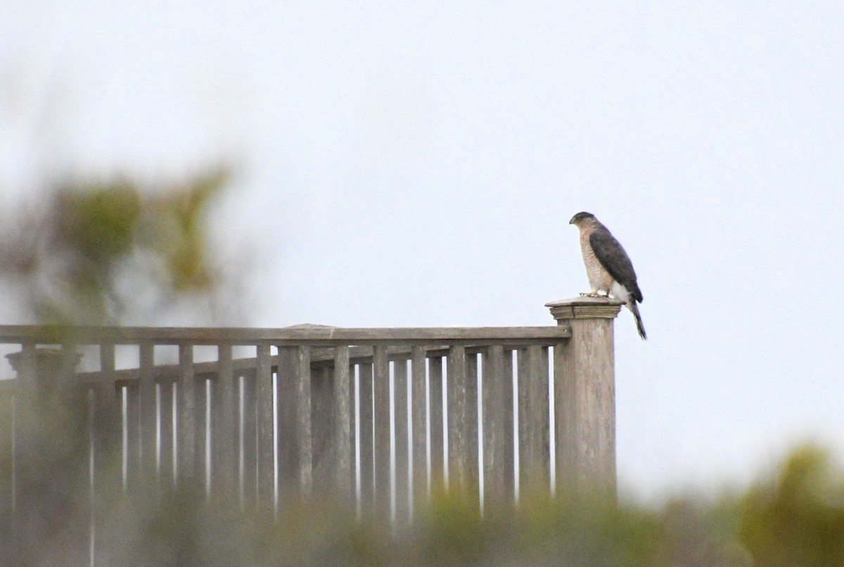 Cooper's Hawk - ML644810760