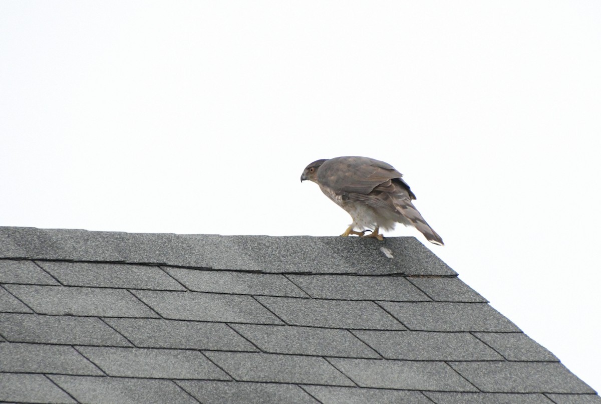 Cooper's Hawk - ML644810761