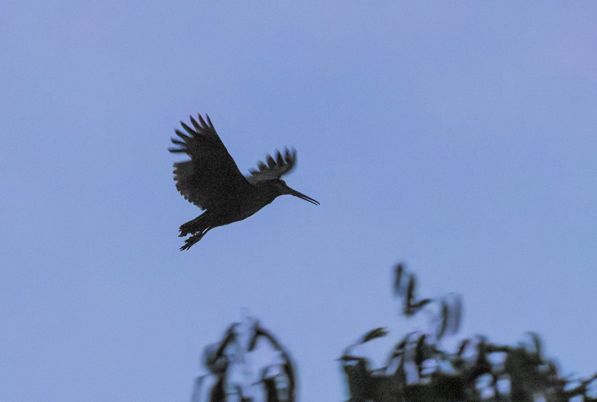 Moluccan Woodcock - ML644810765