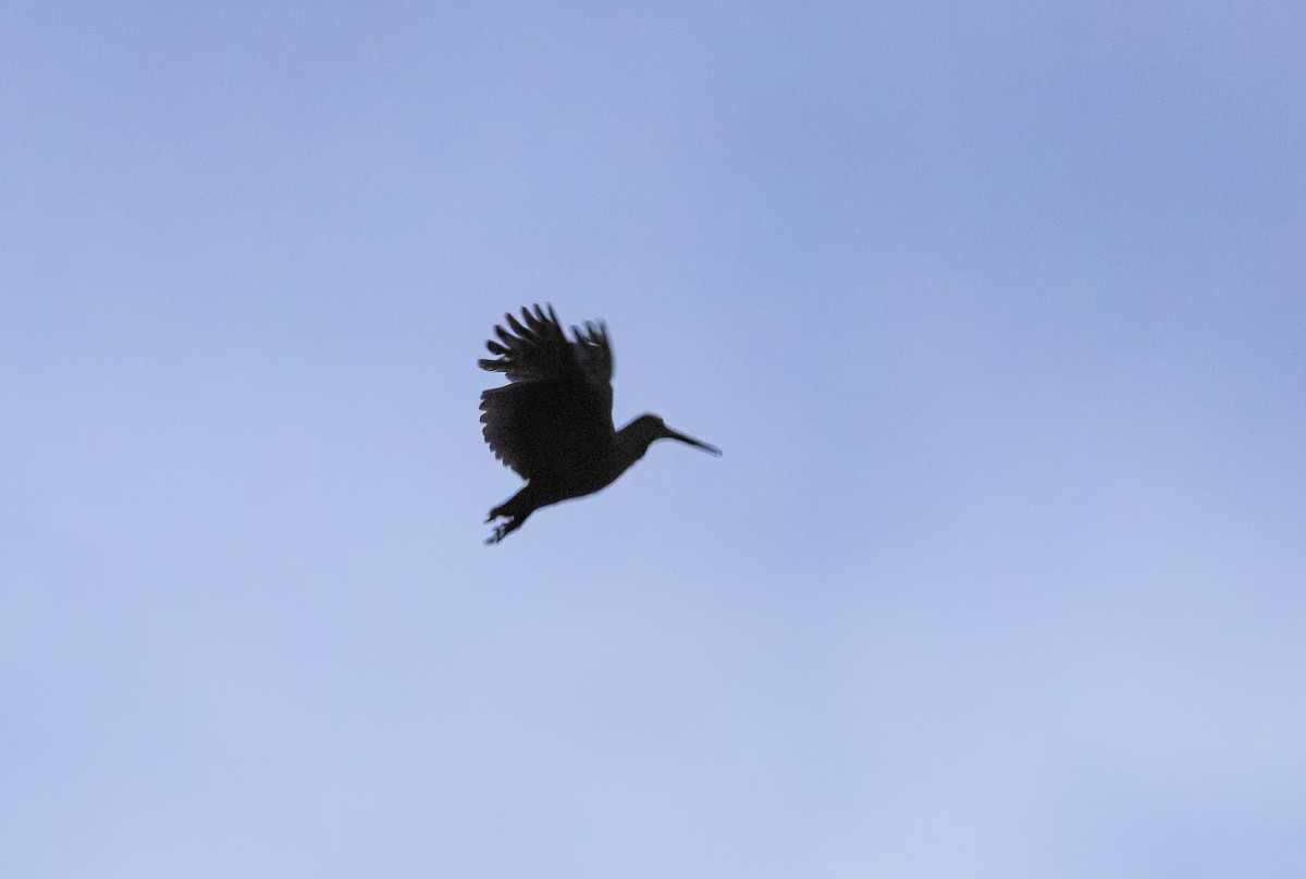 Moluccan Woodcock - ML644810766