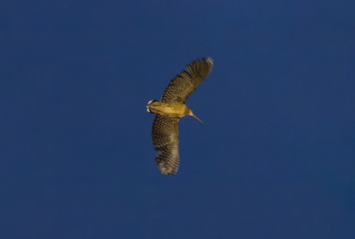 Moluccan Woodcock - ML644810768