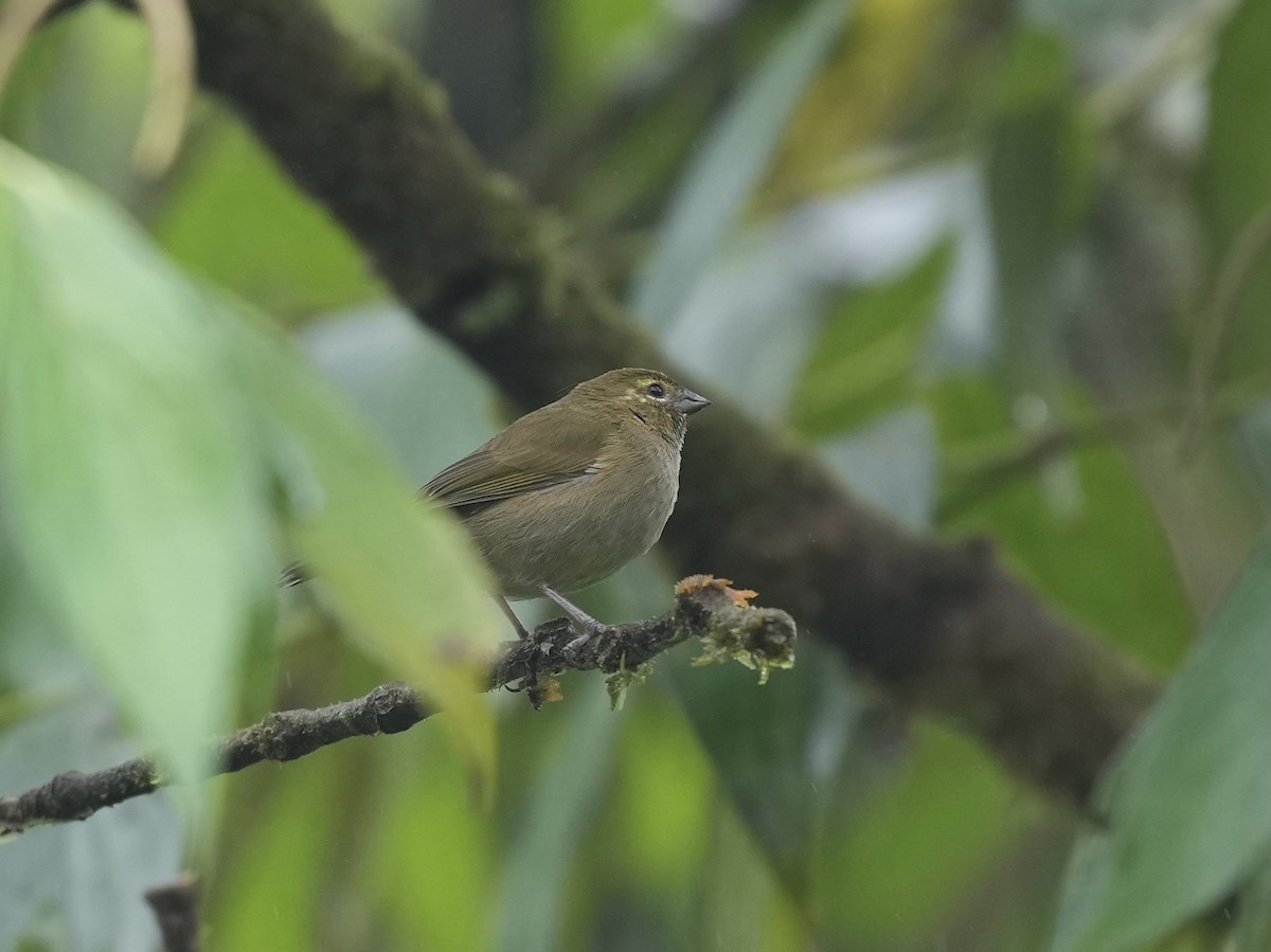 Yellow-faced Grassquit - ML644810771