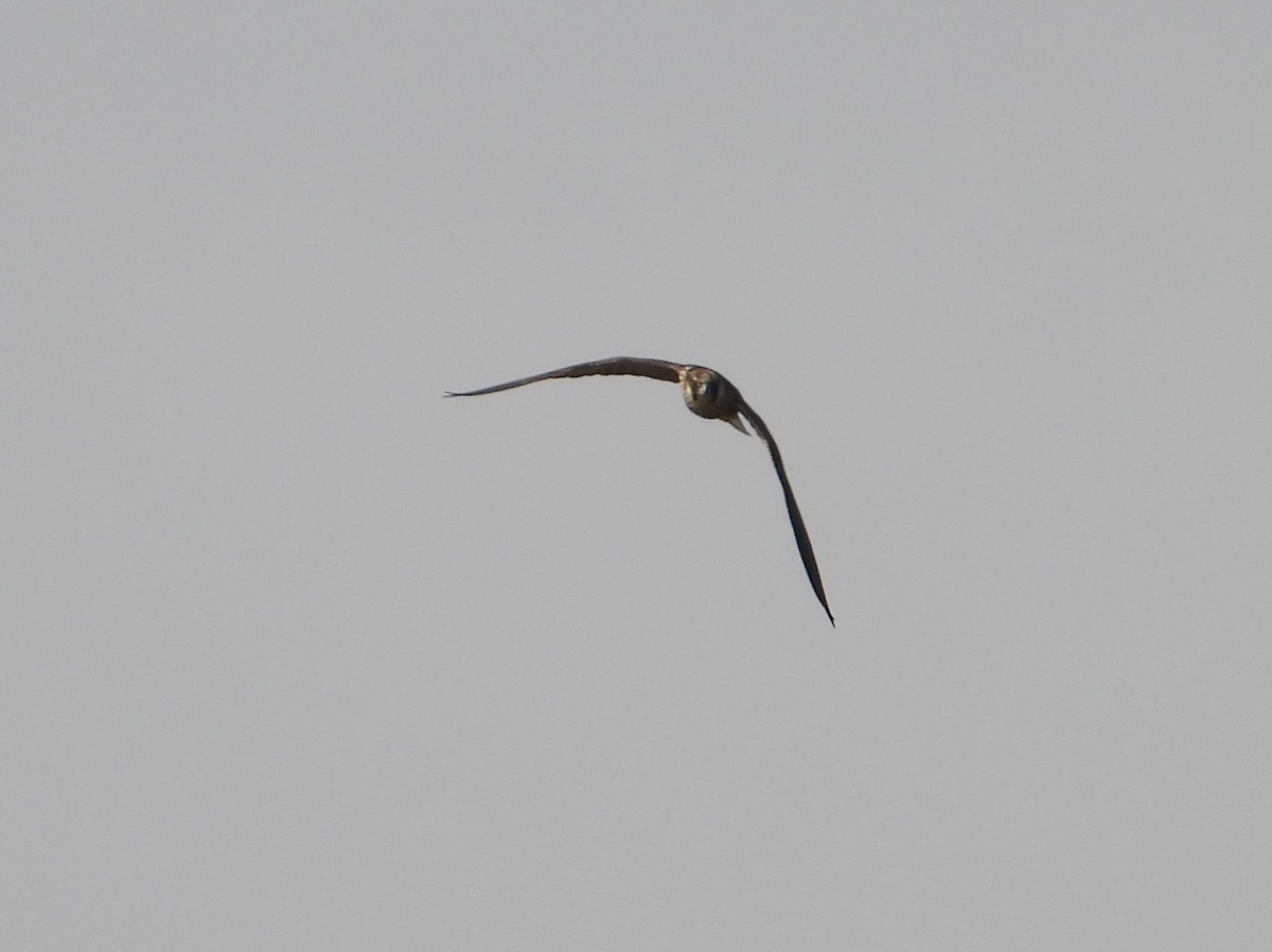 Eleonorenfalke - ML644810777