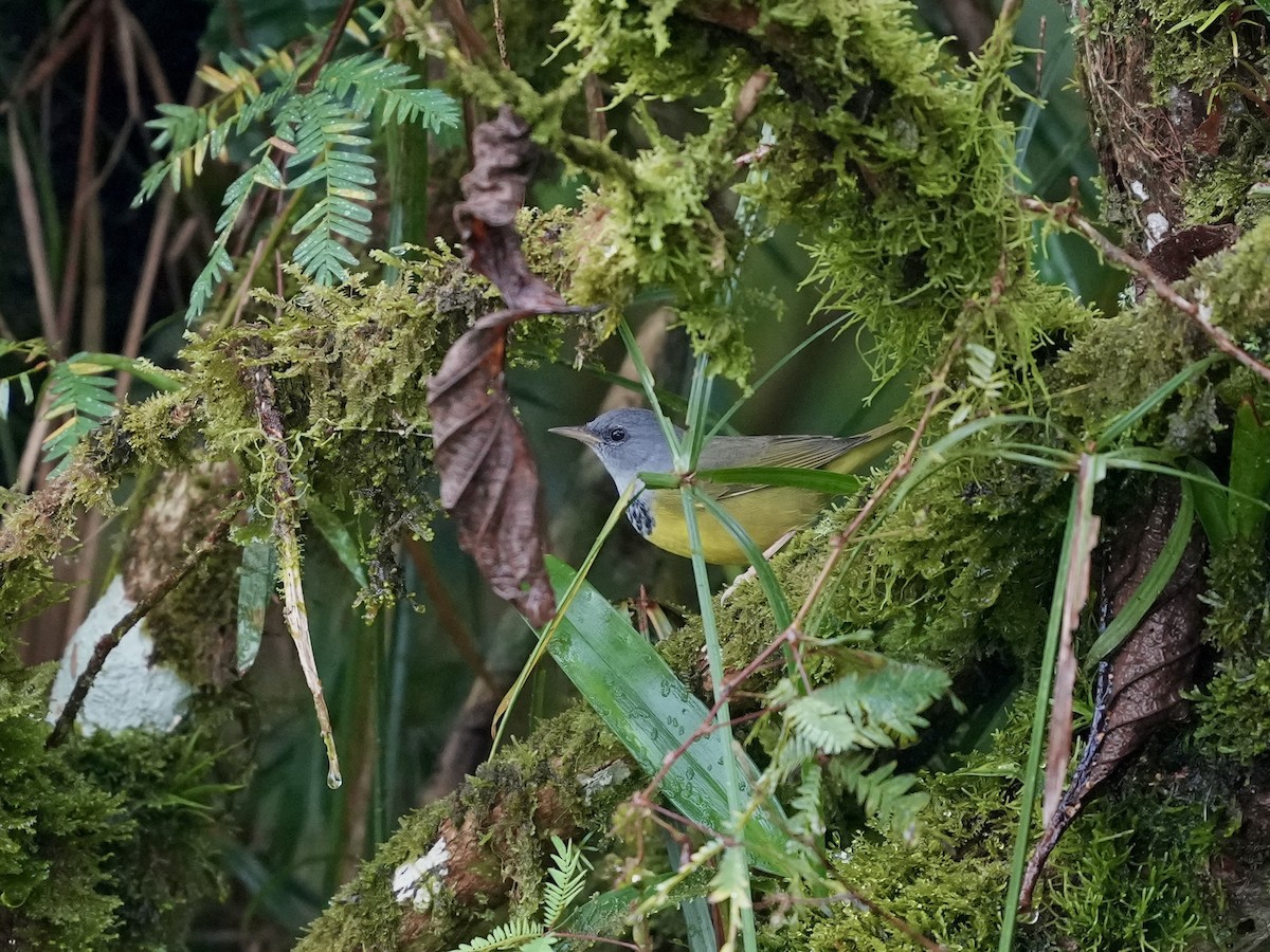 Mourning Warbler - ML644810790