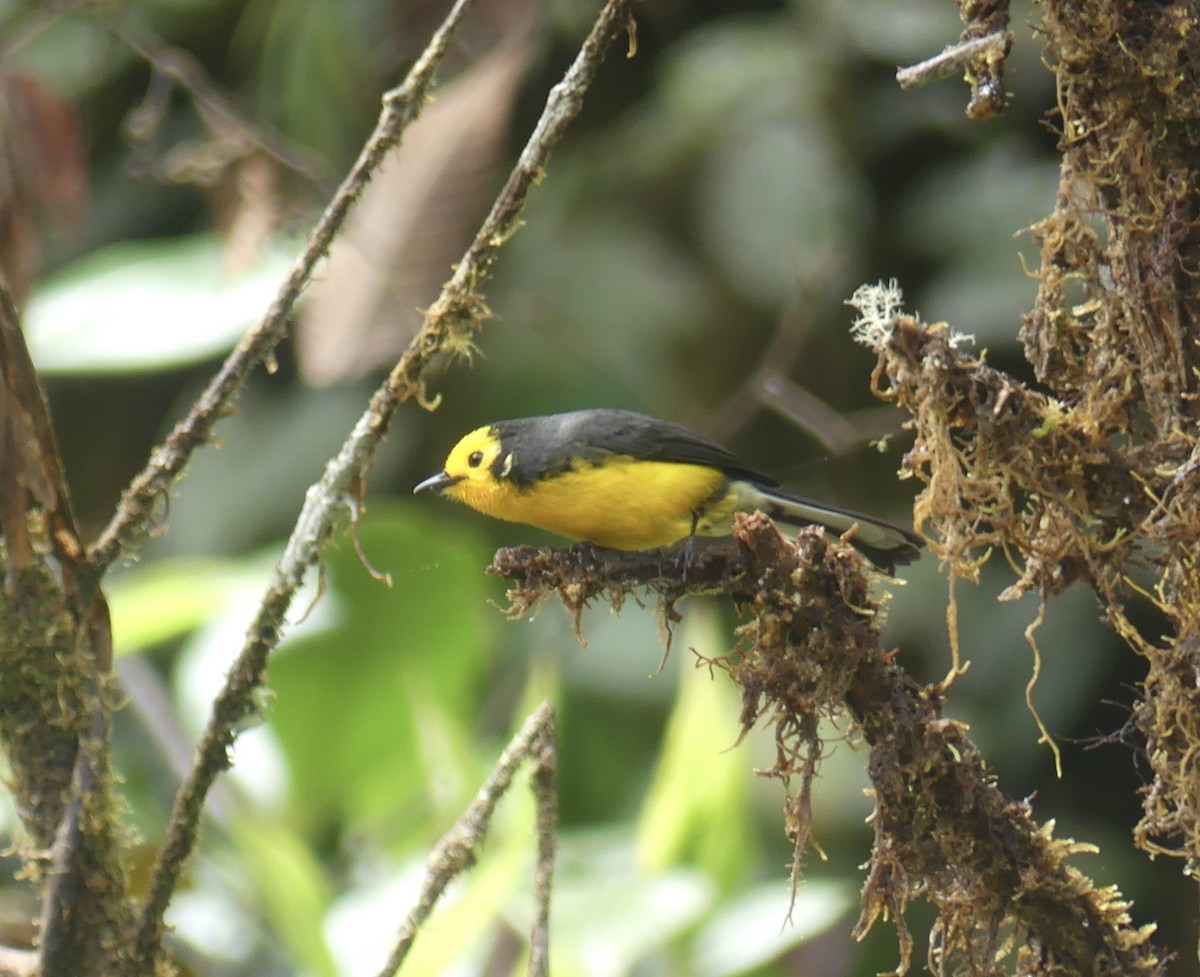 Süslü Ötleğen - ML644810791