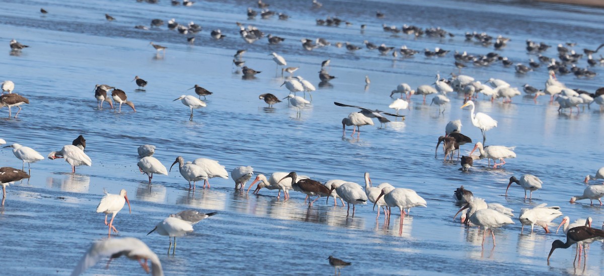 ibis bílý - ML644810804