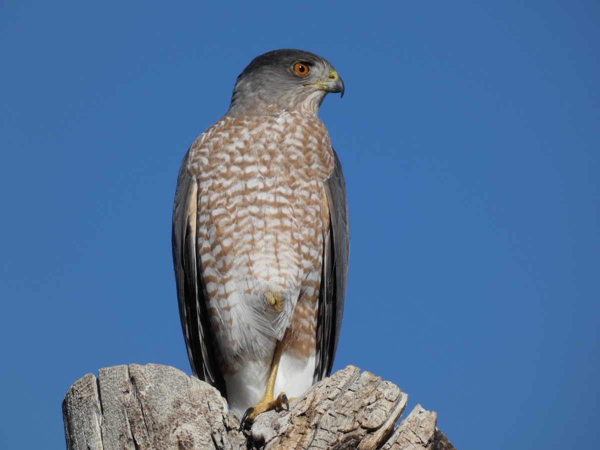 Cooper's Hawk - ML644810830
