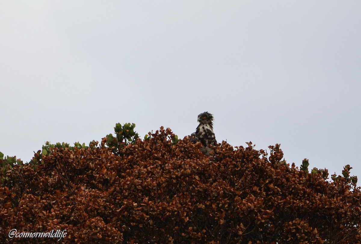 Змієїд чорноволий - ML644810853