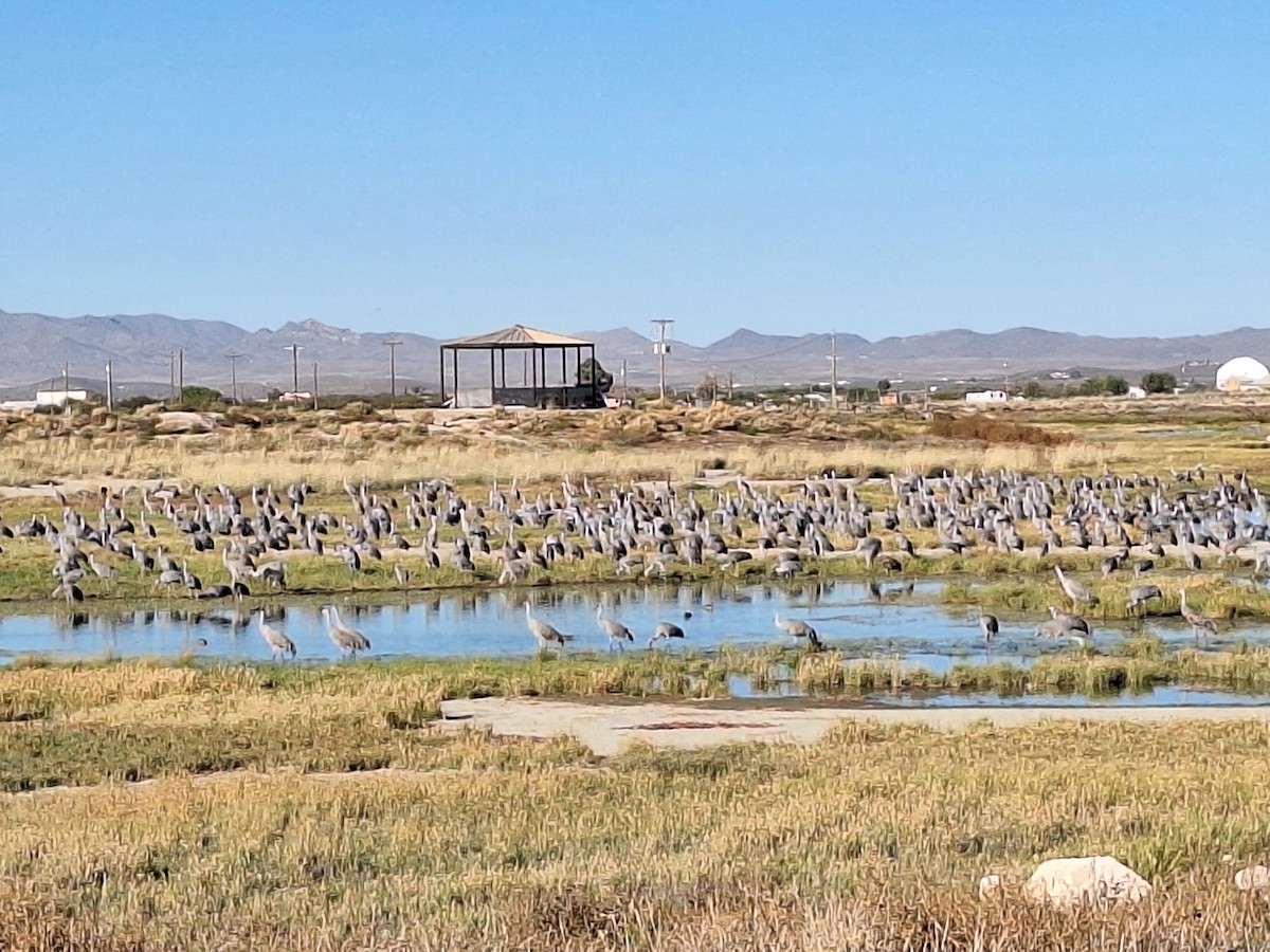 Sandhill Crane - ML644810859