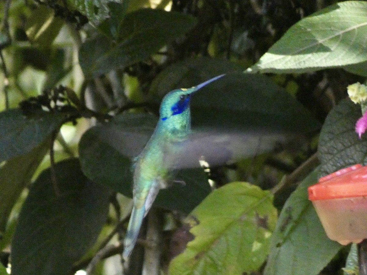 Колібрі синьочеревий - ML644810886