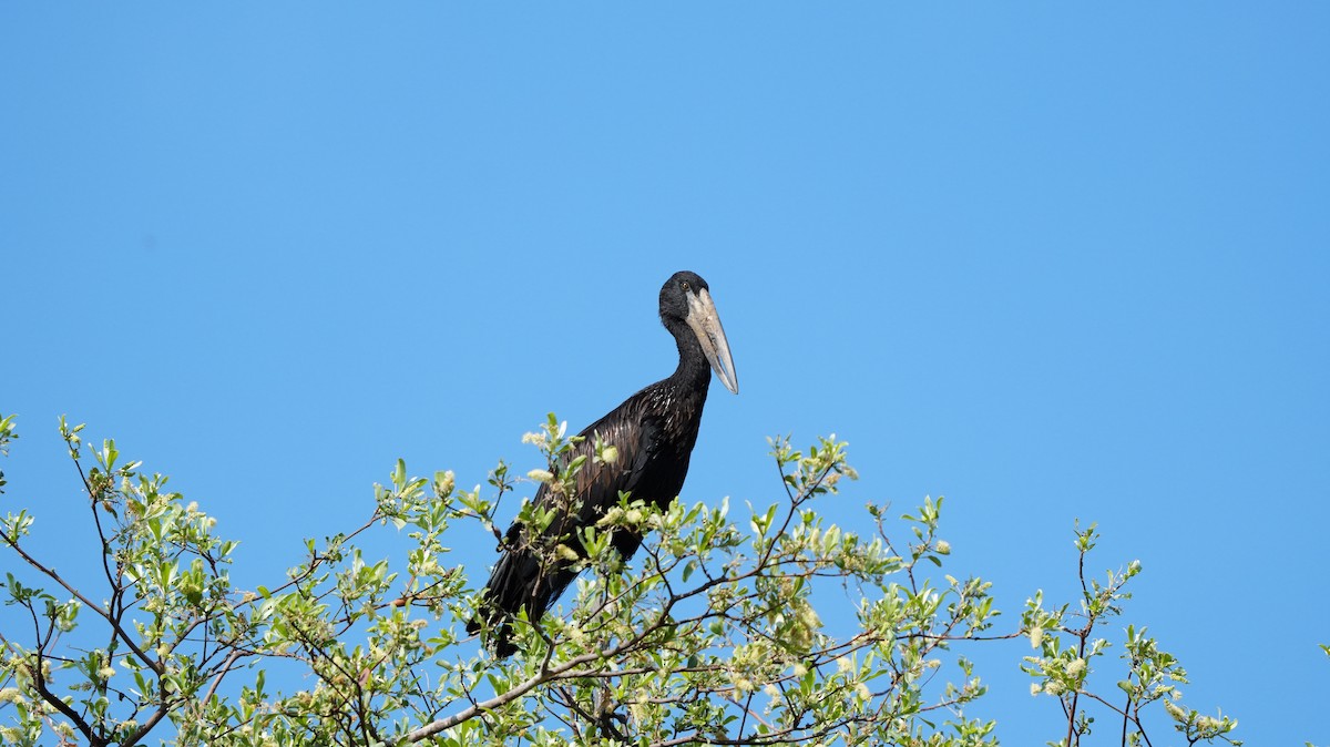 African Openbill - ML644810887