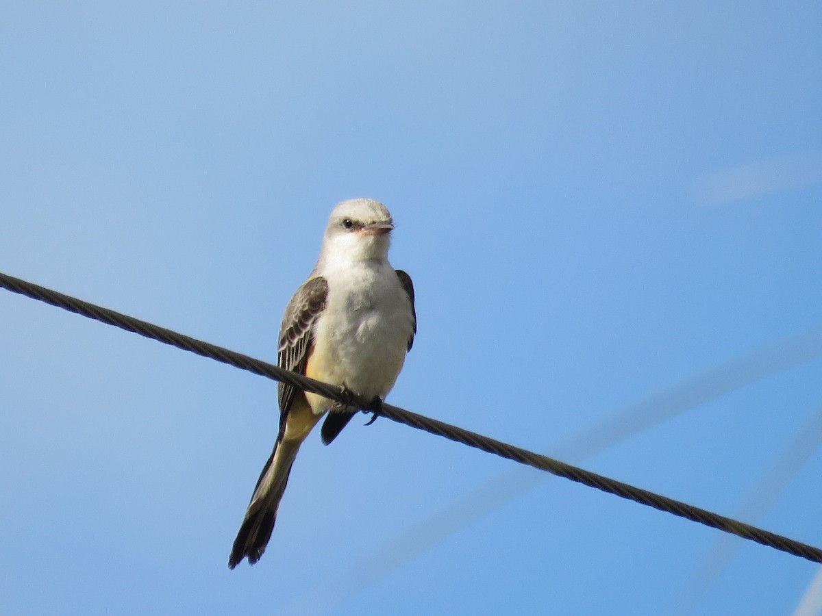 Tyran à longue queue - ML644810889