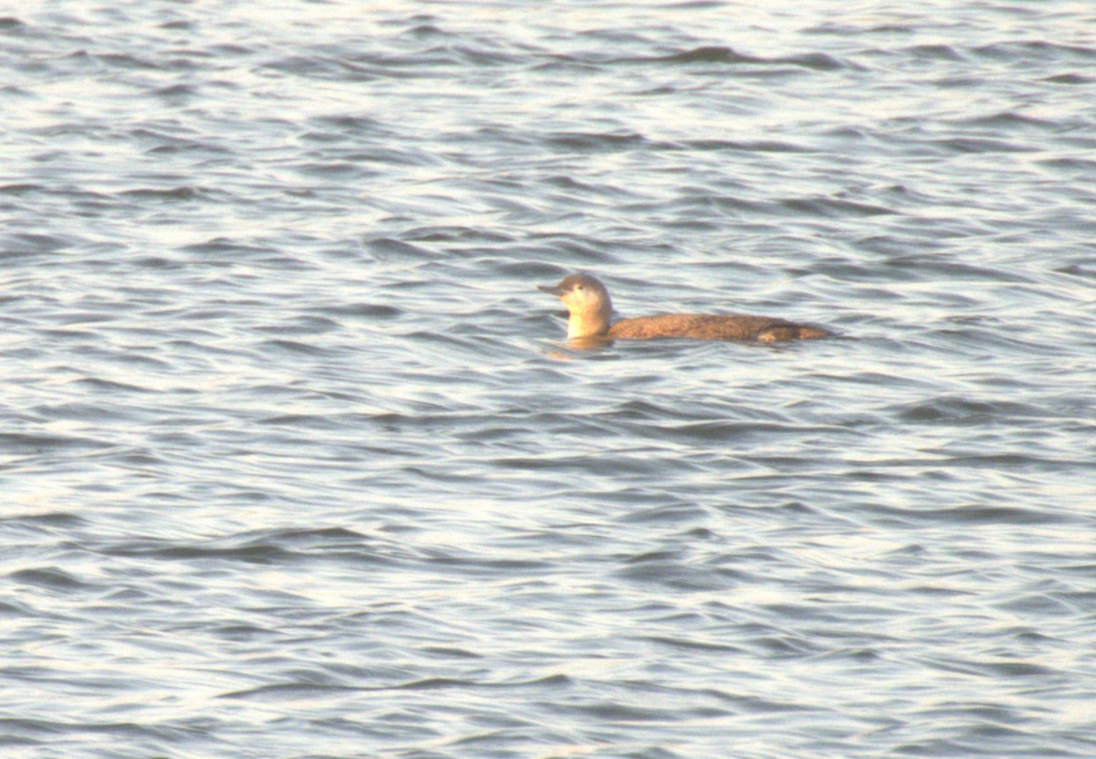 Red-throated Loon - ML644810892