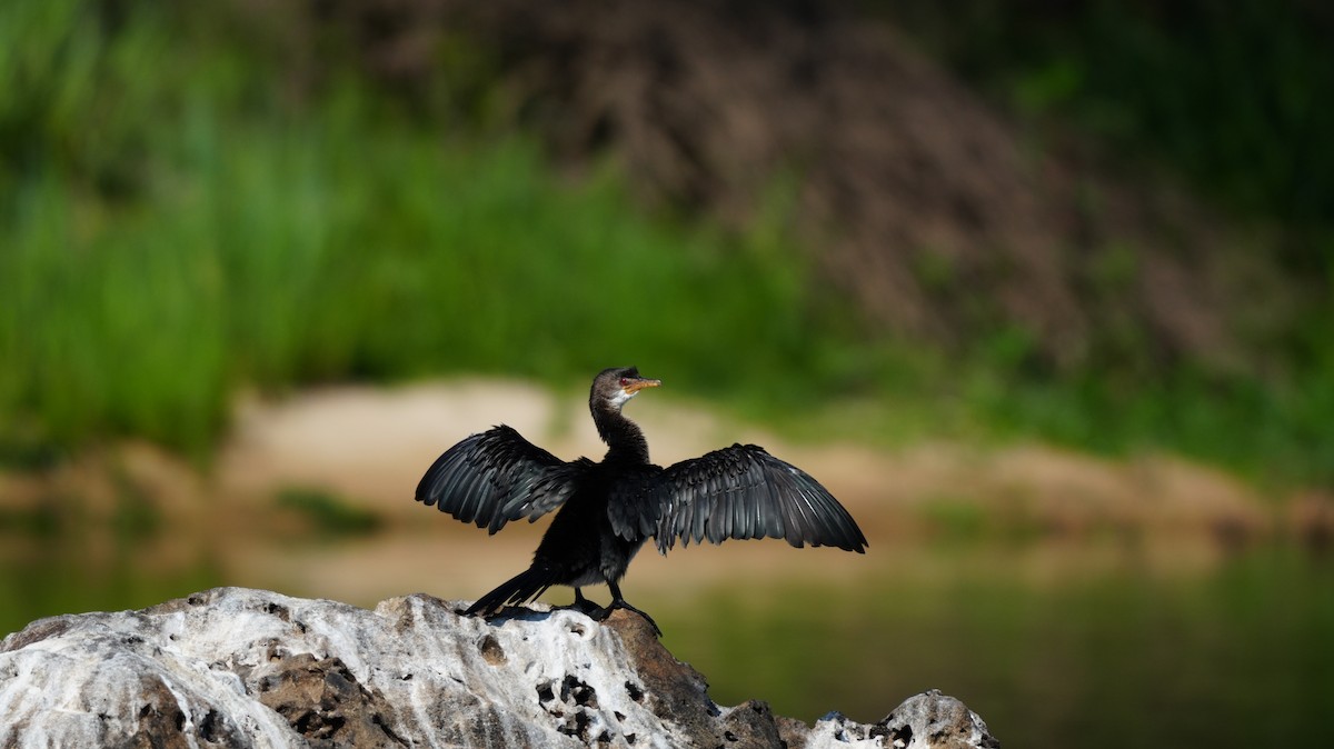 langstjertskarv - ML644810896