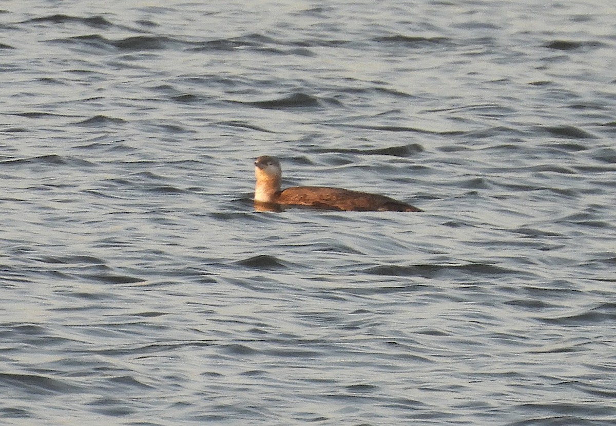 Red-throated Loon - ML644810904