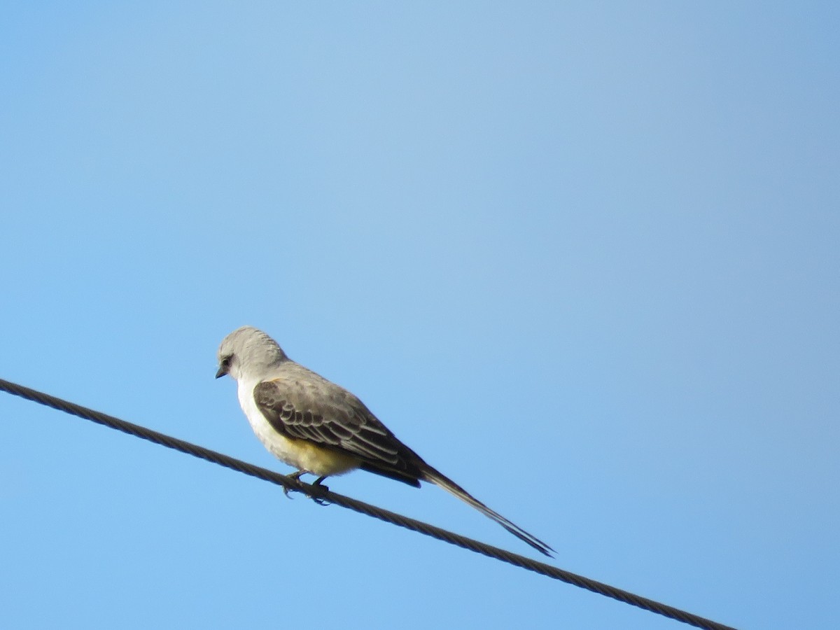 Tyran à longue queue - ML644810910
