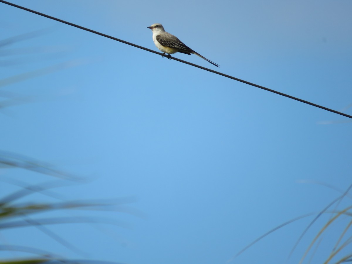 Tyran à longue queue - ML644810911