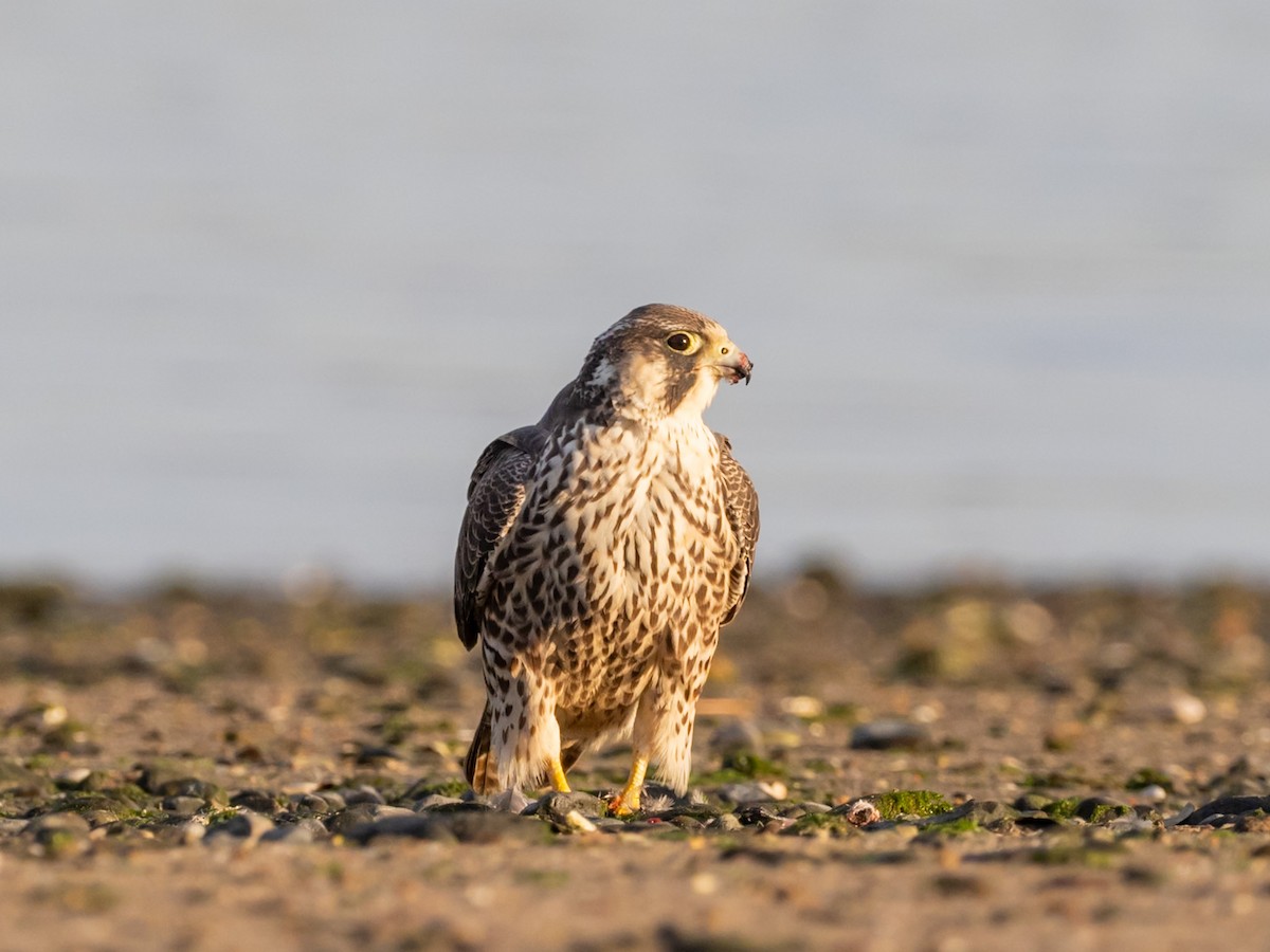 Peregrine Falcon - ML644810924