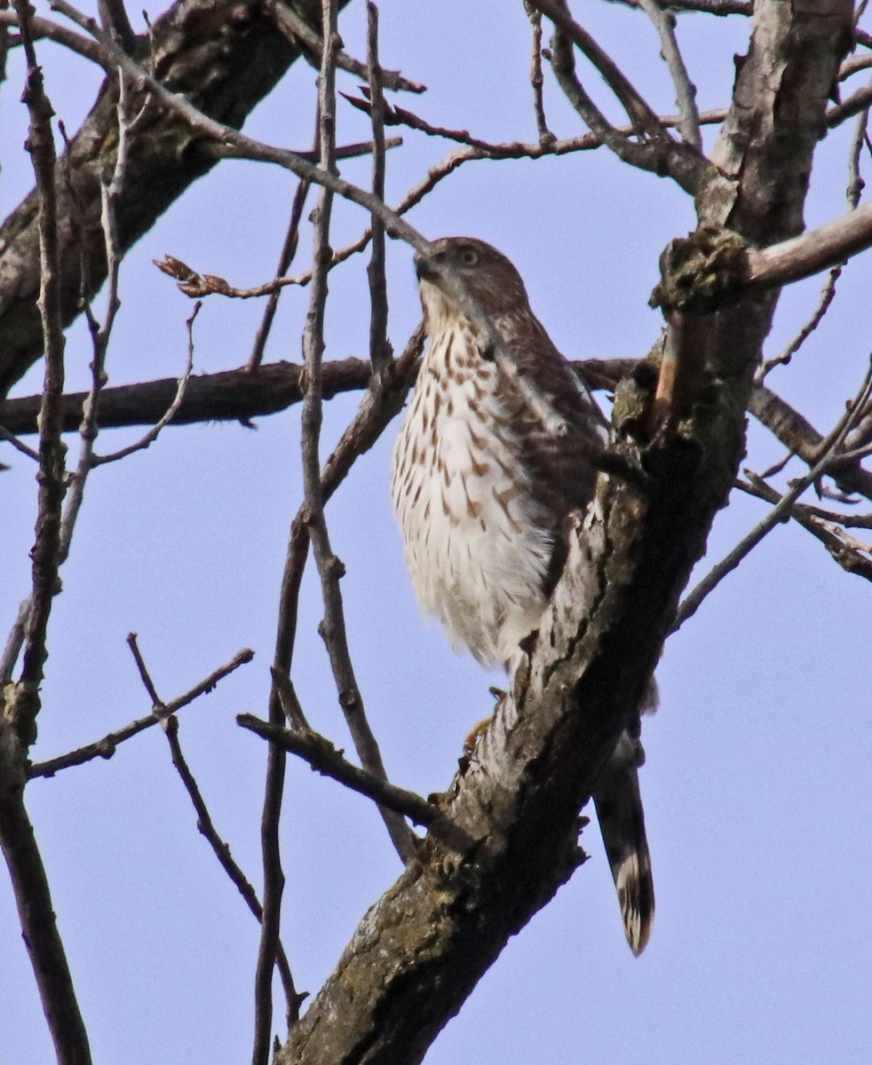 Cooper's Hawk - ML644810925