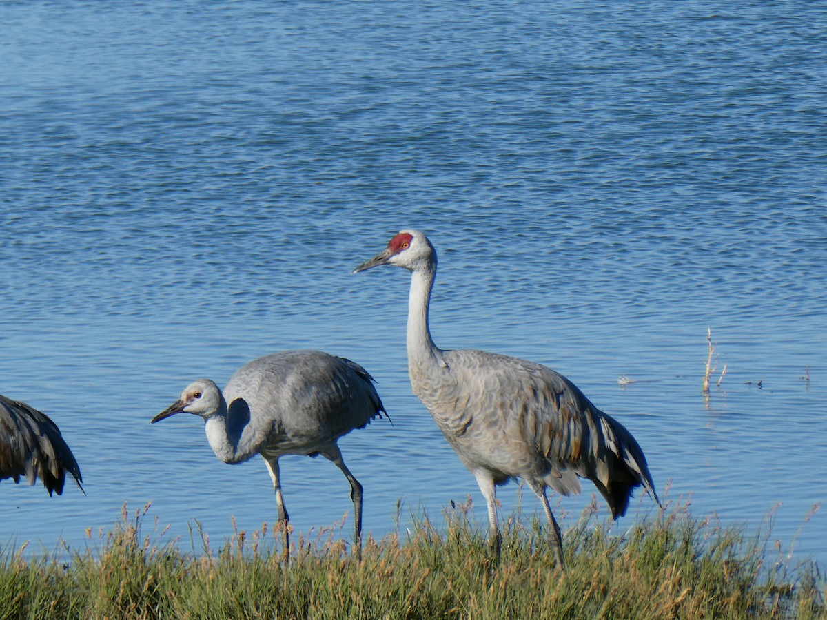Sandhill Crane - ML644810926