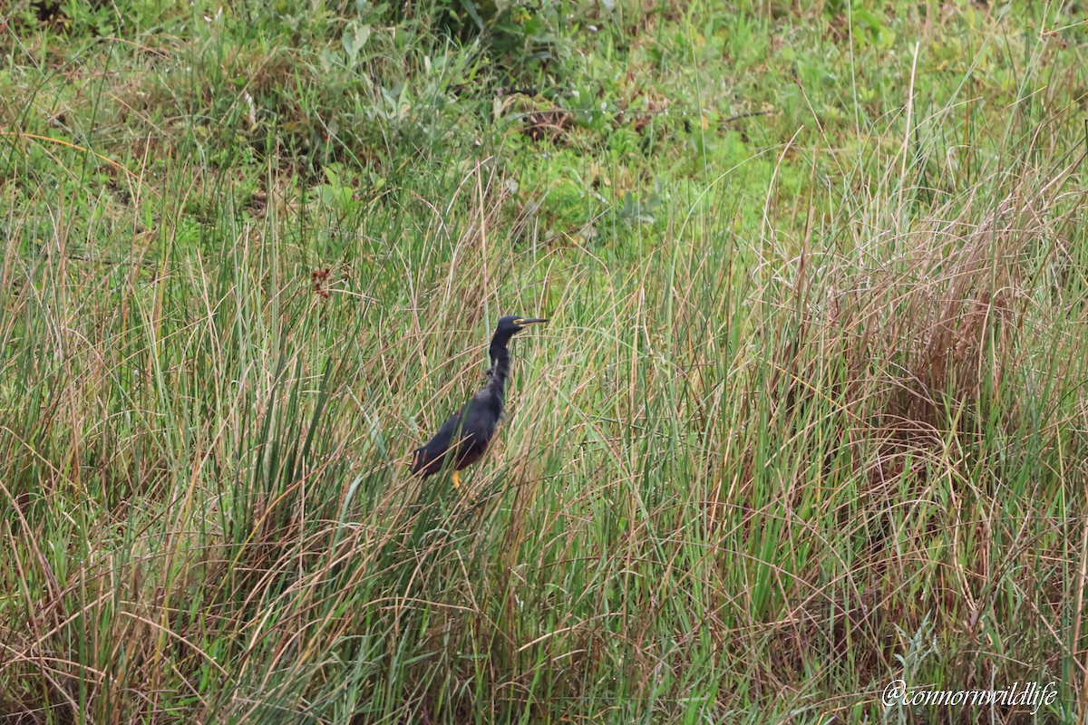 Rufous-bellied Heron - ML644810928