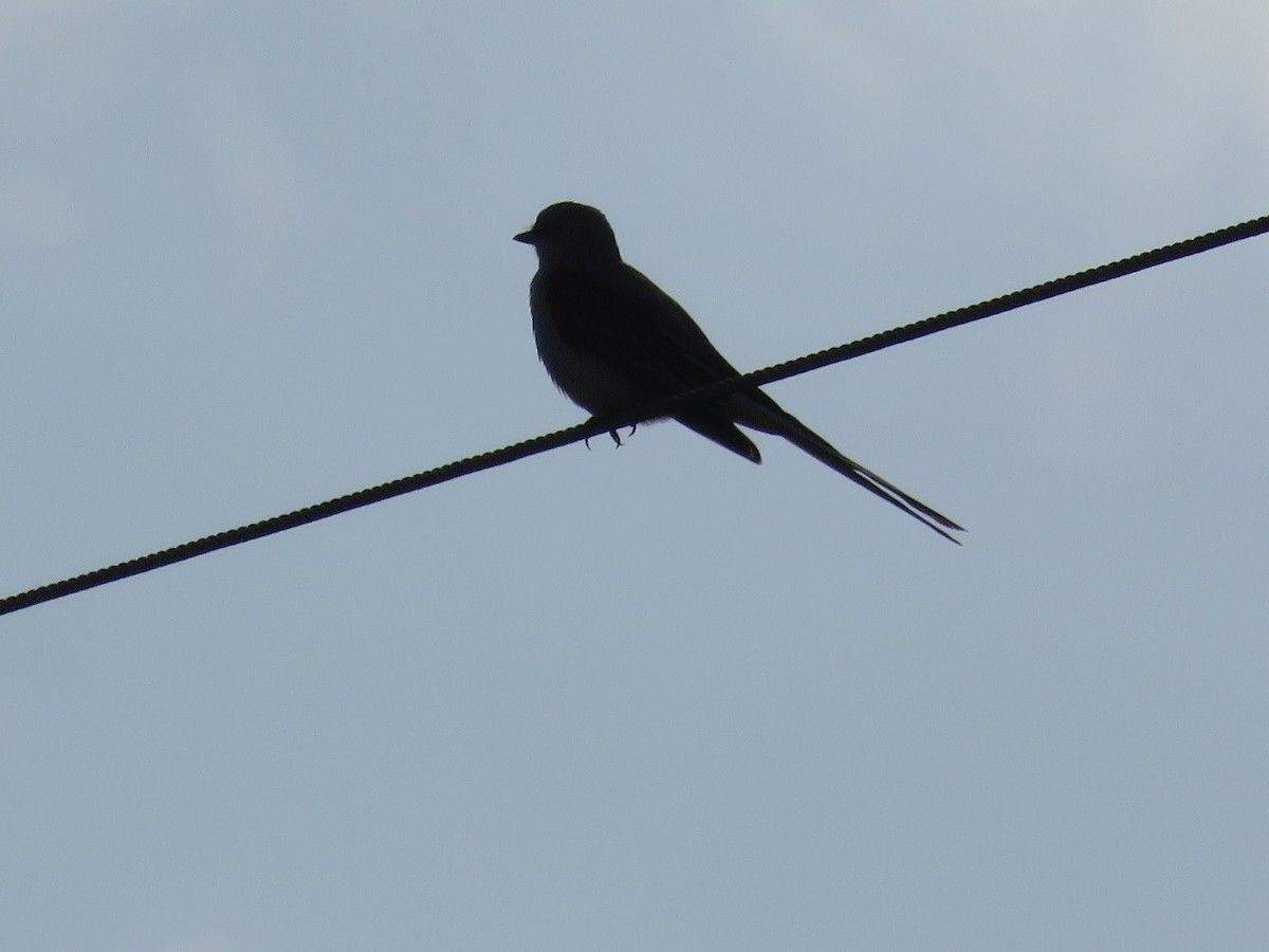 Tyran à longue queue - ML644810931