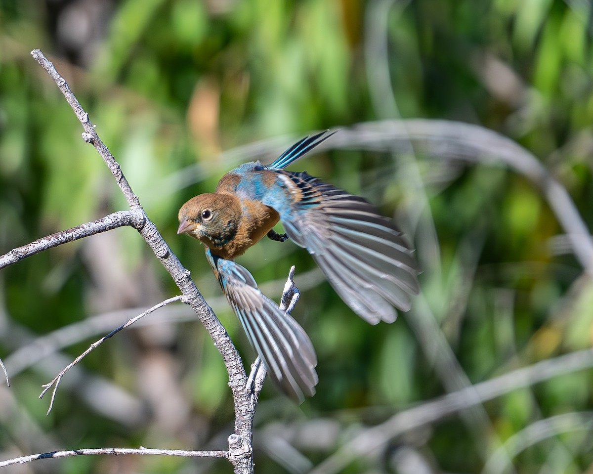 Lazuli Bunting - ML644810936
