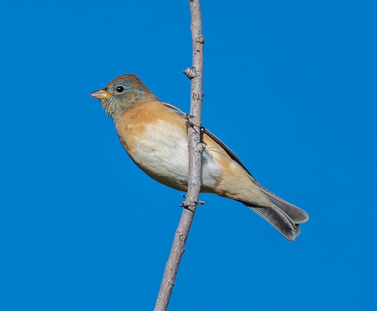 Lazuli Bunting - ML644810937