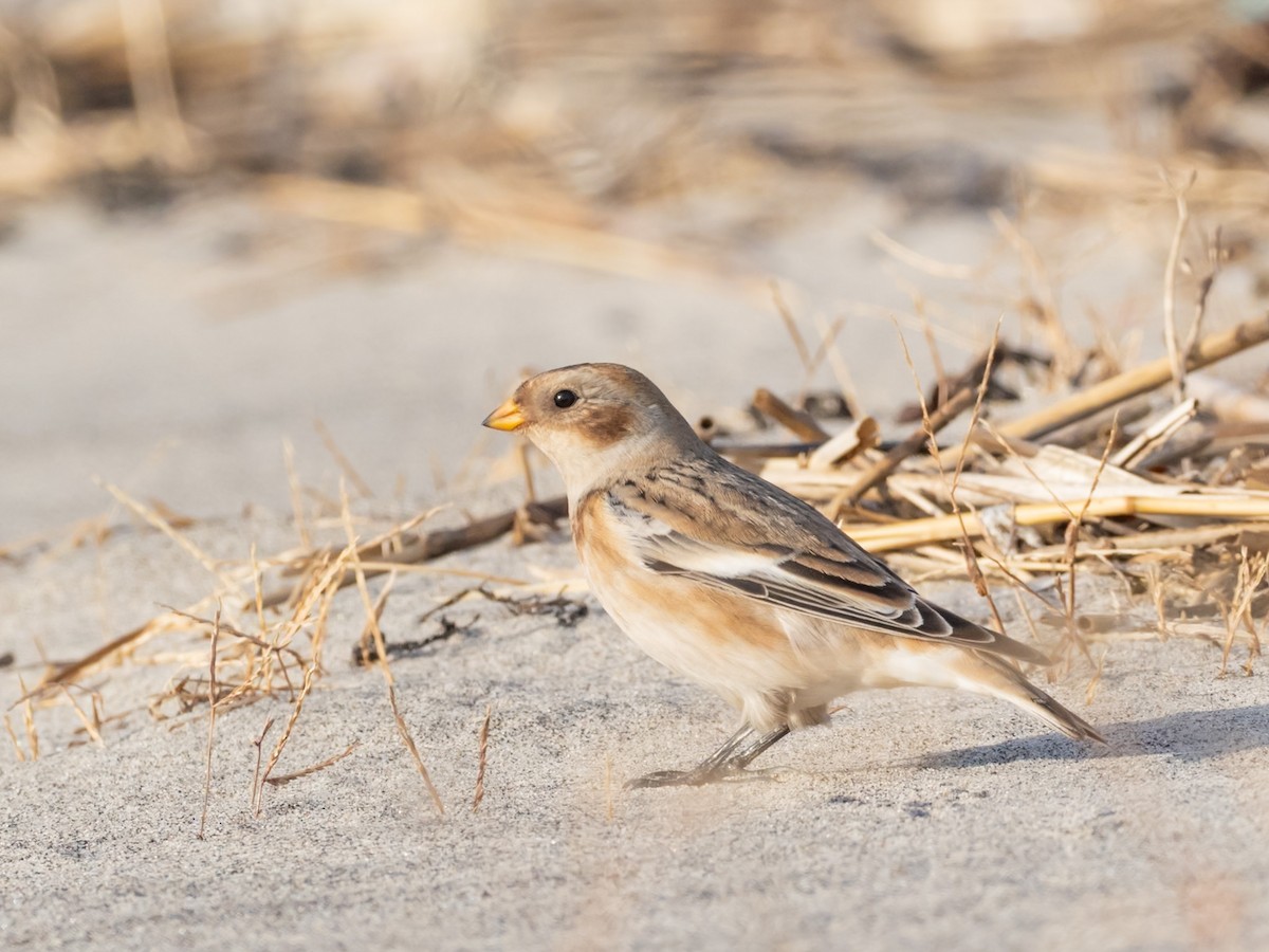 Plectrophane des neiges - ML644810947