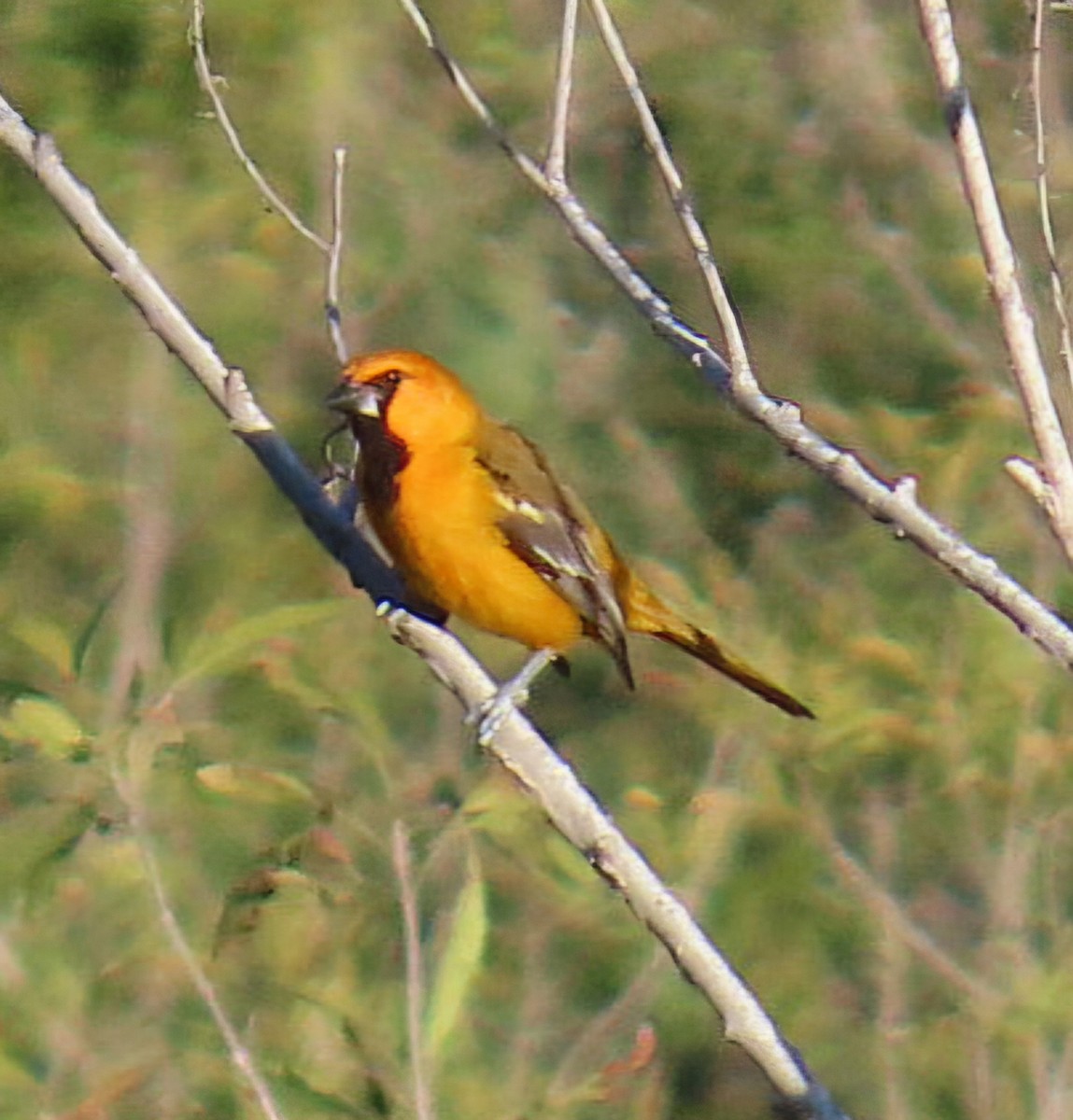 Altamira Oriole - ML644810949