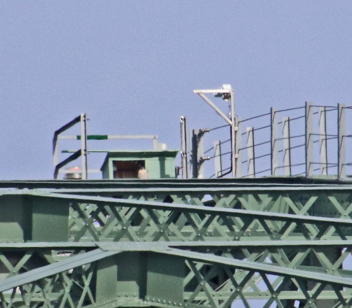 Peregrine Falcon - ML644810956