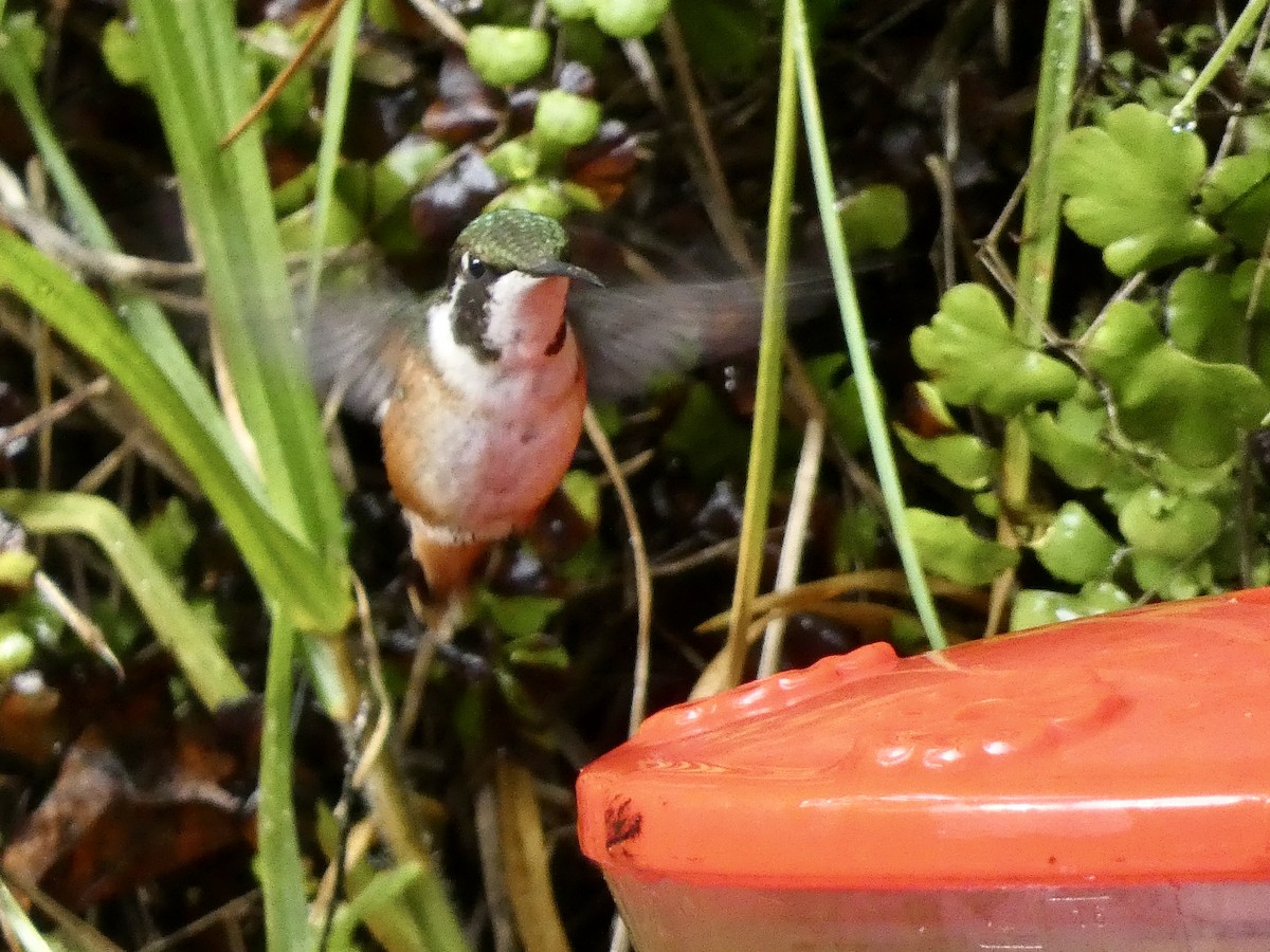 Ak Göbekli Ormanyıldızı - ML644810959