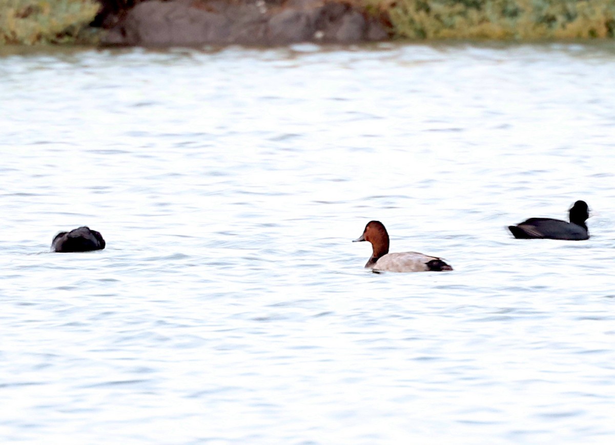 Common Pochard - ML644810961