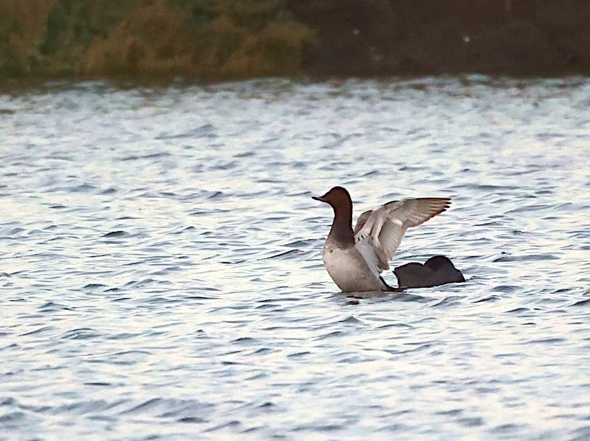 Common Pochard - ML644810964