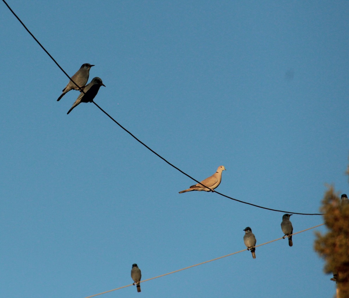 Chara Piñonera - ML644810982