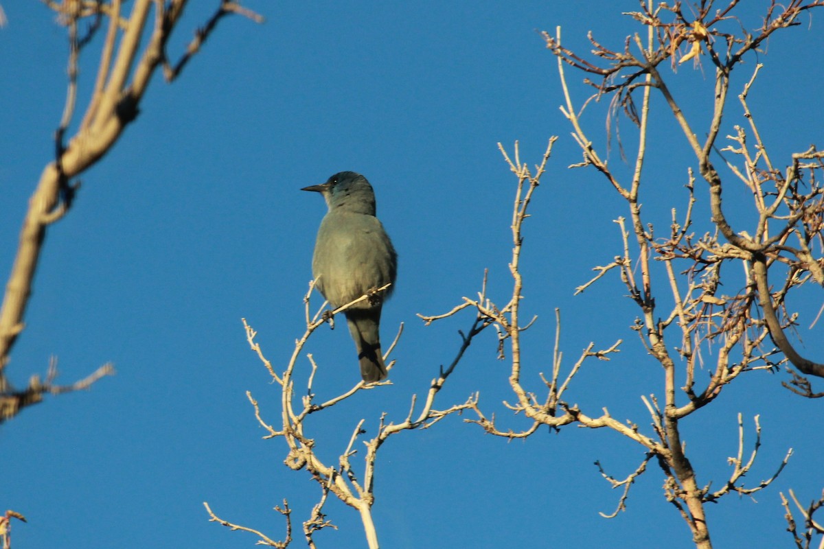 Chara Piñonera - ML644810983