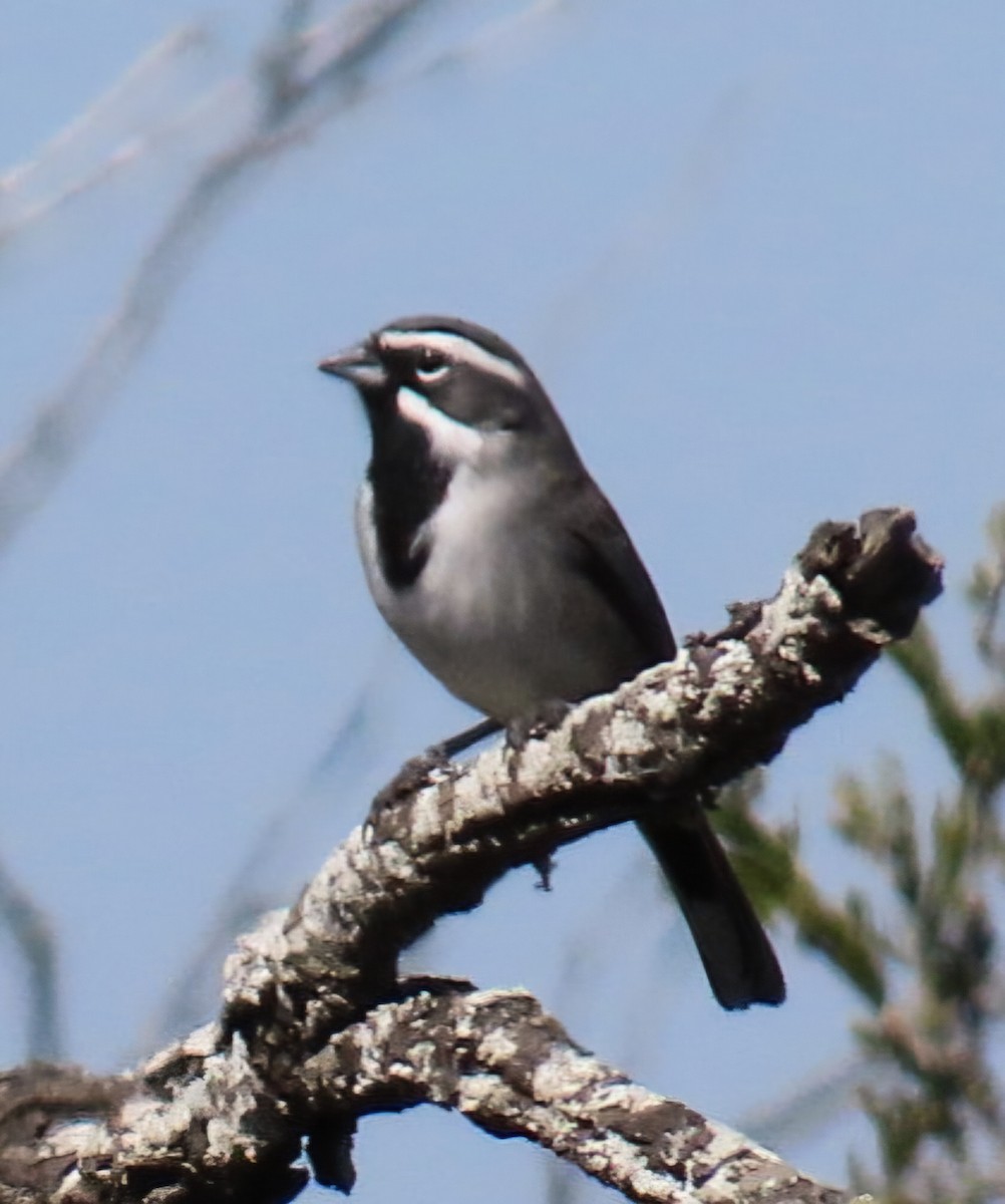 svartstrupespurv - ML644810990