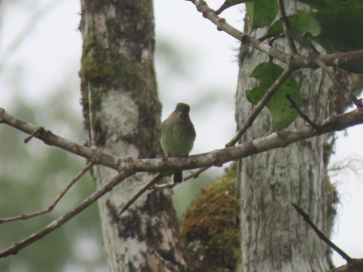 Yellow-bellied Flycatcher - ML644811001