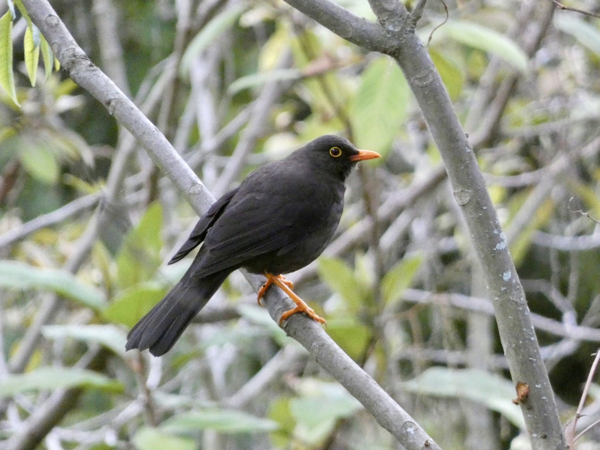 Great Thrush - ML644811003