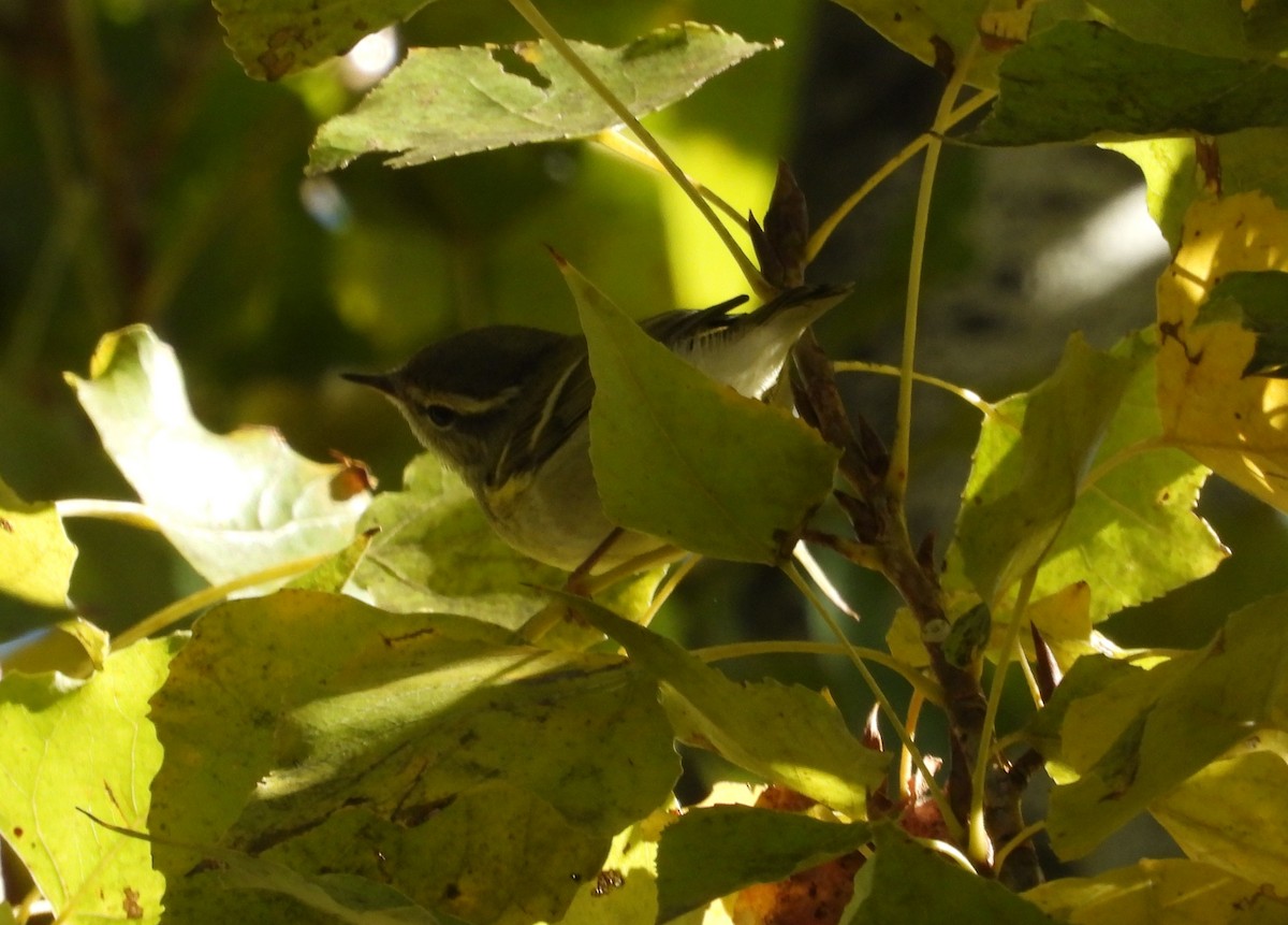 Yellow-browed Warbler - ML644811004