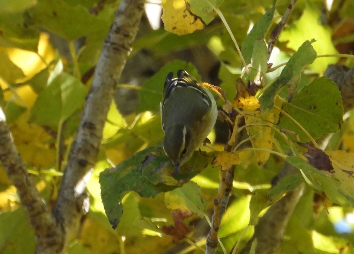 Yellow-browed Warbler - ML644811005