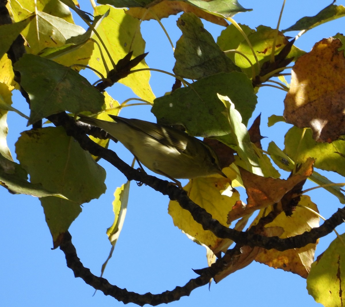 Yellow-browed Warbler - ML644811006