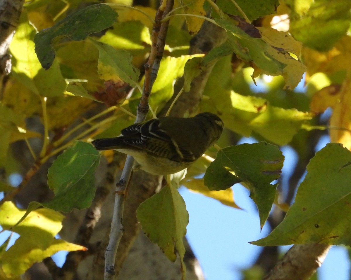 Yellow-browed Warbler - ML644811007