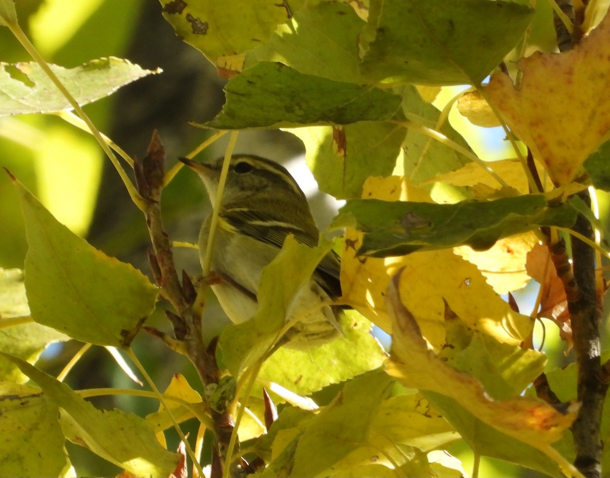 Yellow-browed Warbler - ML644811008