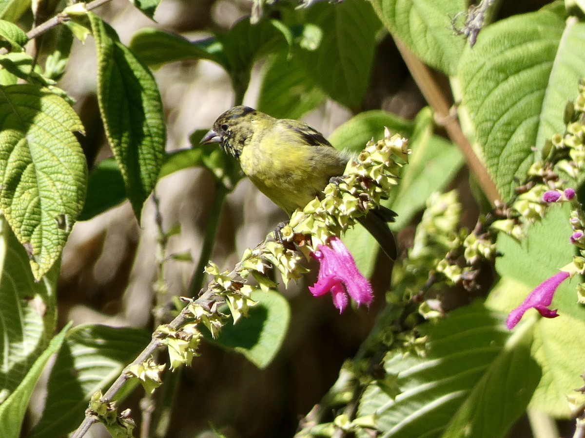 Hooded Siskin - ML644811022