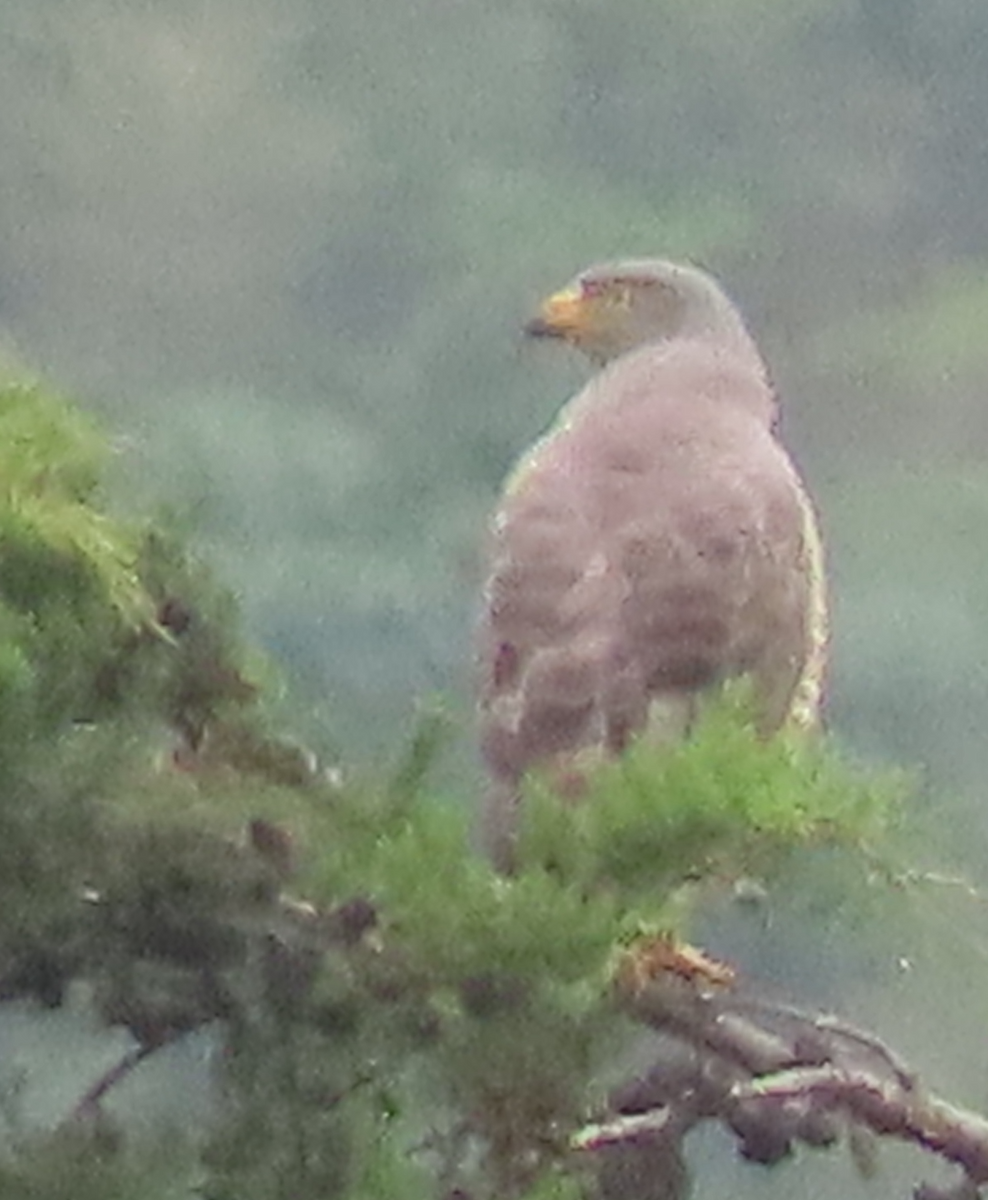 káně krahujová - ML644811027