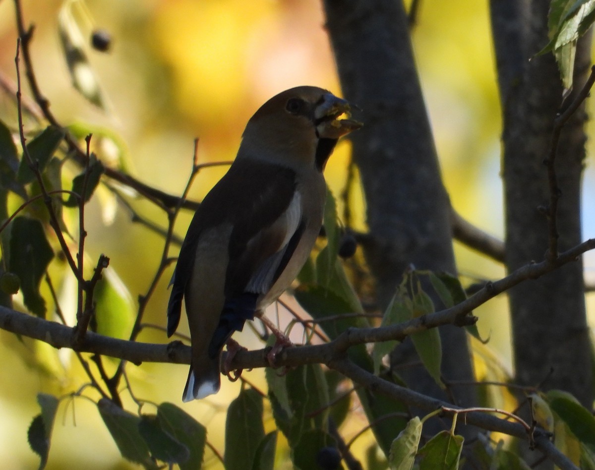 Hawfinch - ML644811035