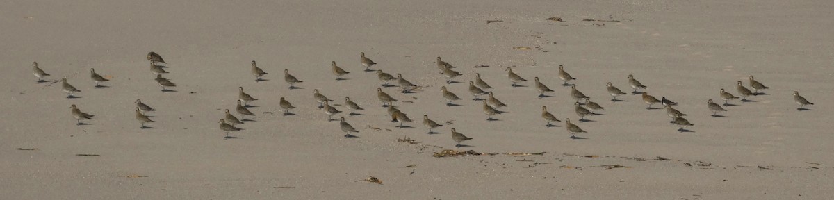 European Golden-Plover - ML644811049