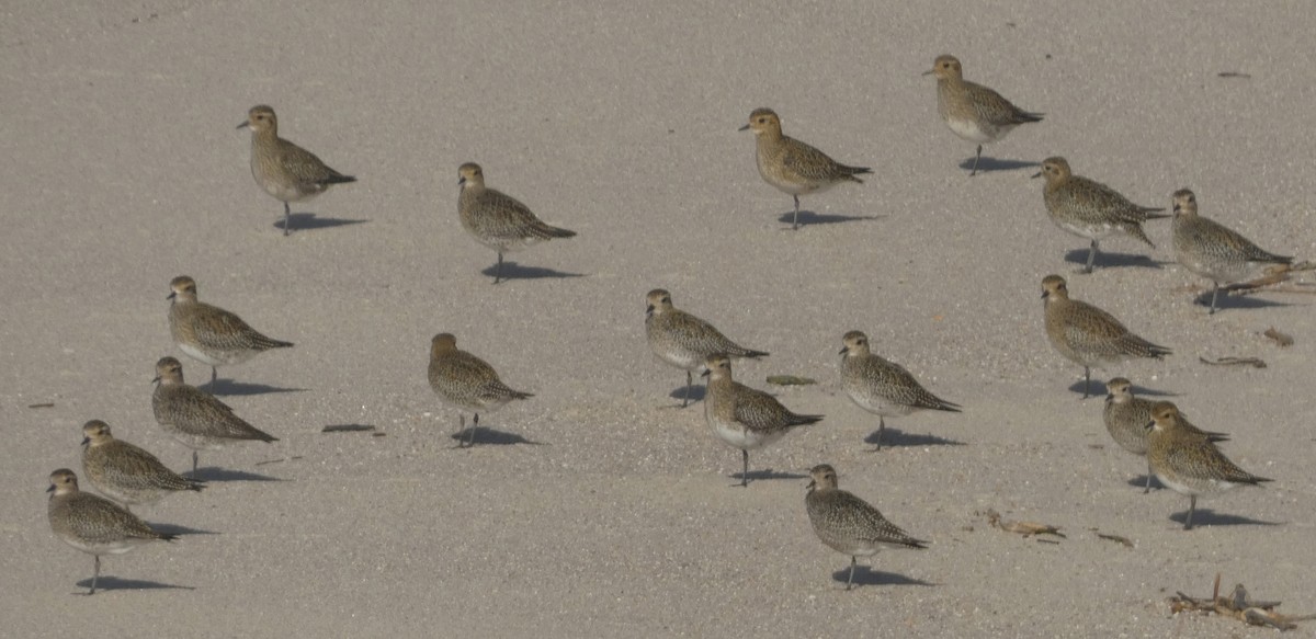 European Golden-Plover - ML644811059